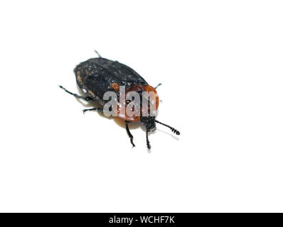 Red-breasted Carrion beetle Oiceoptoma thoracicum auf weißem Hintergrund Stockfoto