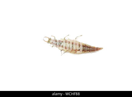 Chrysopidae florfliege räuberische Larve auf weißem Hintergrund Stockfoto
