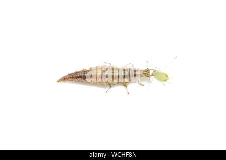 Chrysopidae florfliege Larven essen eine blattlaus auf weißem Hintergrund Stockfoto