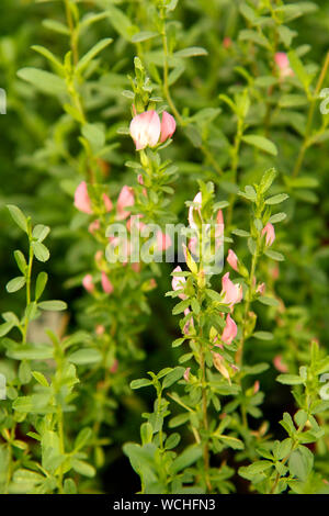 Stachelige restharrow. Ononis spinosa. Stockfoto