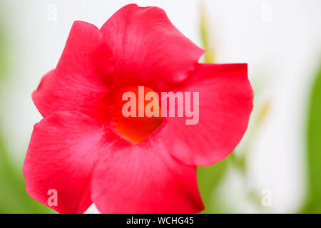 Rote Blume im Hinterhof. - Bild Stockfoto