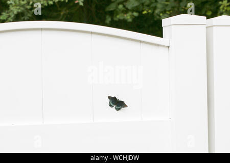Einen Tag Schmetterling. Ein hübscher Schmetterling auf einem weißen Hintergrund Zaun - Bild Stockfoto