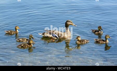 Stockente (Anas platyrhynchos), Weibliche schwimmt mit vielen Küken im Wasser, Vorarlberg, Österreich Stockfoto