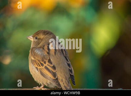 Sparrow thront auf Ast Stockfoto