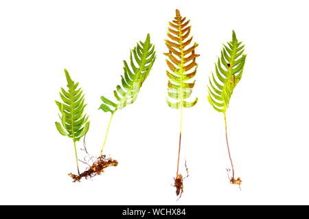 Der Farn Gemeinsame polypody Polypodium vulgare auf weißem Hintergrund Stockfoto