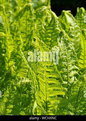 Blätter auf Farne im Frühjahr gerollt Stockfoto