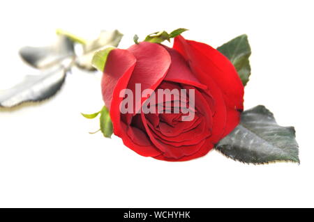 Nahaufnahme auf rote Rose auf weißem Hintergrund Stockfoto