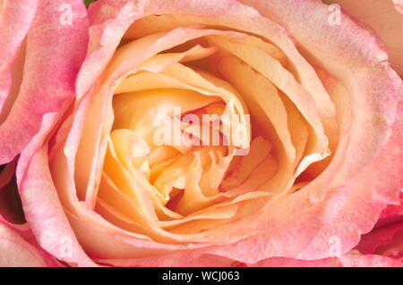 Nahaufnahme auf pink und orange Rose Stockfoto