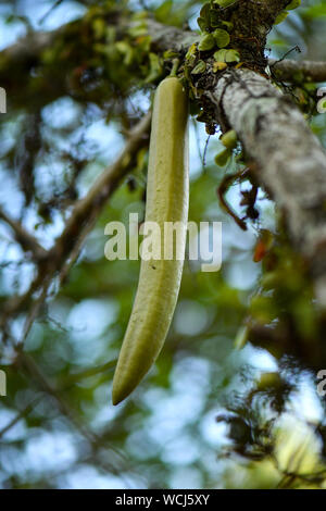 Parmentiera cereifera Früchte hängen an Tree Top Stockfoto