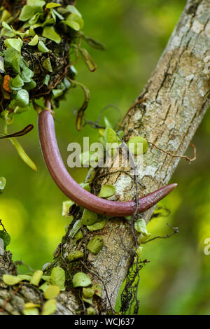 Parmentiera cereifera Früchte hängen an Tree Top Stockfoto