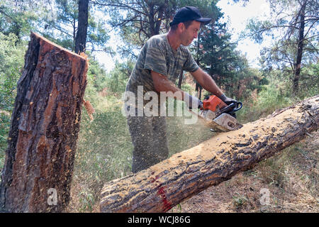 Thessaloniki, Griechenland - 26. Juni 2019: Holzfäller Arbeiten mit Motorsäge im Wald mit Nadelbäumen für eine industrielle Nutzung in der s-Fo Stockfoto