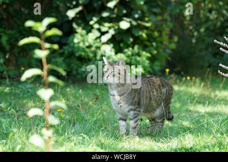 Graue Katze sitzt im hohen Gras und wartet auf Beute oder was kommt Stockfoto