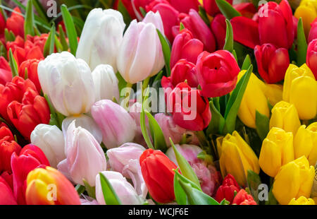 Bunte Tulpen in einem Blumenladen. Stockfoto