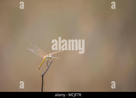 Nahaufnahme einer Libelle (Libellula needhami) auf einem Stock. Stockfoto