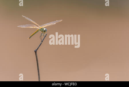 Nahaufnahme einer Libelle (Libellula needhami) auf einem Stock. Stockfoto