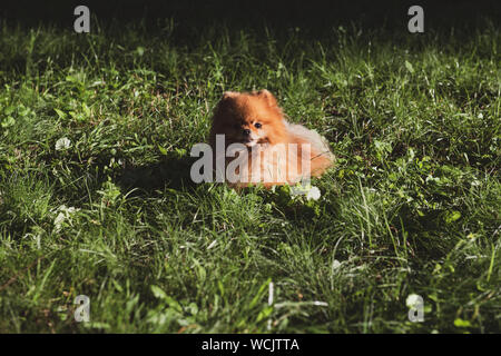 Porträt eines braunen Spitzen liegen auf dem grünen Rasen. Flauschige Hund ist Spaß zu haben. Stockfoto