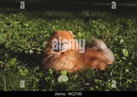Porträt eines braunen Spitzen liegen auf dem grünen Rasen. Flauschige Hund ist Spaß zu haben. Stockfoto