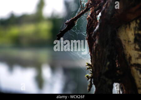 Spiderweb auf einem Baum Stockfoto