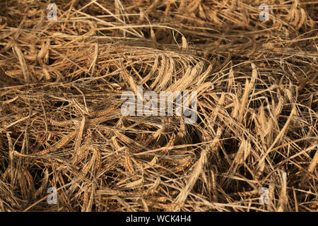 Ernten durch schlechtes Wetter in Großbritannien beschädigt. Stockfoto