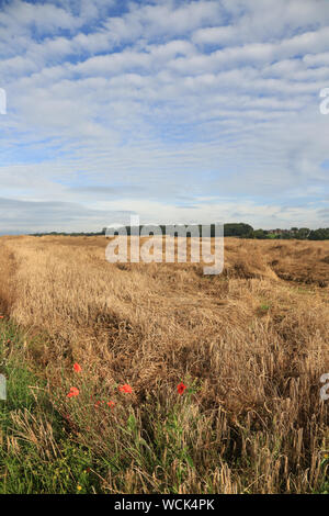 Ernten durch schlechtes Wetter in Großbritannien beschädigt. Stockfoto