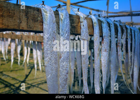 Bangladesch. 07 Jan, 2019. Trockene Fischindustrie von Bangladesch ist ein aufstrebender und es ist eine große positive Auswirkungen auf die finanziellen Zone dieses Landes. (Foto durch Rajiul Huda Dipto/Pacific Press) Quelle: Pacific Press Agency/Alamy leben Nachrichten Stockfoto