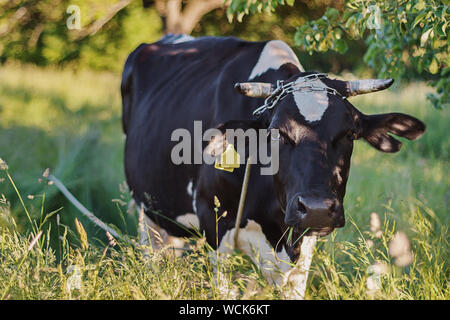 Schwarze und weiße Kuh in einer frischen Gras unter einem Baum. Sonnigen Sommerabend in einem Dorf Stockfoto