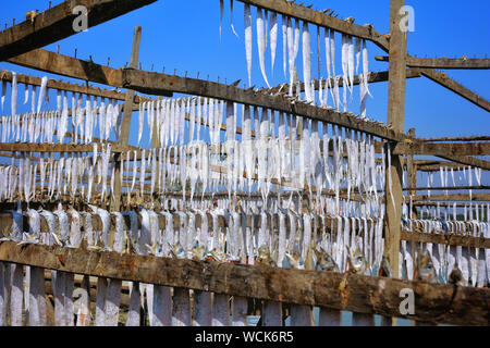 Bangladesch. 07 Jan, 2019. Trockene Fischindustrie von Bangladesch ist ein aufstrebender und es ist eine große positive Auswirkungen auf die finanziellen Zone dieses Landes. (Foto durch Rajiul Huda Dipto/Pacific Press) Quelle: Pacific Press Agency/Alamy leben Nachrichten Stockfoto