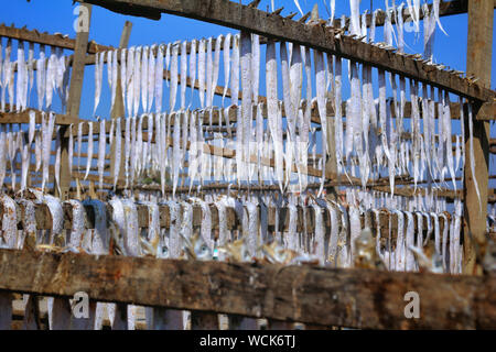 Bangladesch. 07 Jan, 2019. Trockene Fischindustrie von Bangladesch ist ein aufstrebender und es ist eine große positive Auswirkungen auf die finanziellen Zone dieses Landes. (Foto durch Rajiul Huda Dipto/Pacific Press) Quelle: Pacific Press Agency/Alamy leben Nachrichten Stockfoto