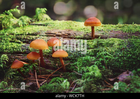 Gruppe von kleinen Pilze im Moos auf einem Protokoll. Stockfoto