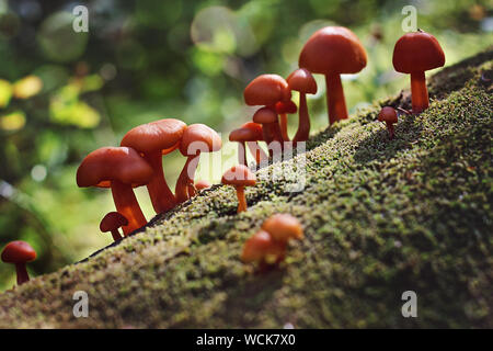 Gruppe von kleinen Pilze im Moos auf einem Baumstamm wächst. Sonnigen Tag. Stockfoto