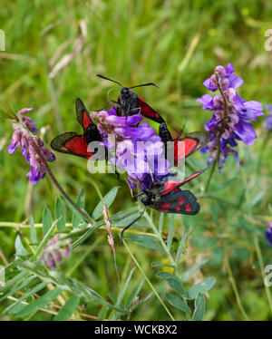 Five-Spot Burnett Motten (Zygaena trifolii) auf lila gemeinsame Wicke (Vicia sativa) wildflower, Staffordshire, England, UK Stockfoto