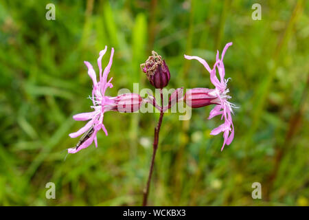 Lupinus flos-cuculi, die gemeinhin als Ragged Robin, ist eine krautige Staude Pflanze in der Familie Caryophyllaceae, Staffordshire, England, UK Stockfoto