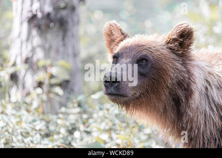 Grizzly Bear close-up von Kopf in Richtung Kamera, Ursus arctos horribilis, Braunbär, Nordamerika, Kanada, Stockfoto