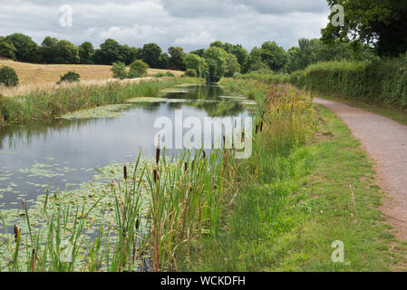 Im Sommer Blick entlang der Grand Western Canal (Tiverton Kanal) nearRock Brücke in der Nähe von halberton in Devon, England, Großbritannien Stockfoto