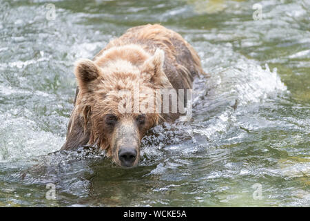 Grizzly Bär im Fluss Nakina auf der Jagd nach Lachsen, Ursus arctos horribilis, Braunbär, Nordamerika, Kanada, Stockfoto