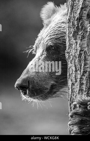 Detail der Fläche eines Grizzlybären reiben sich gegen einen Baum, Ursus arctos horribilis, Braunbär, Nordamerika, Kanada, Stockfoto