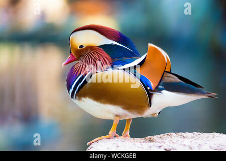 Schöne männliche Ente, Mandarinente (Aix Galericulata) Stockfoto