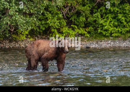 Grizzly Bär im Fluss Nakina auf der Jagd nach Lachsen, Ursus arctos horribilis, Braunbär, Nordamerika, Kanada, Stockfoto