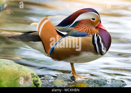 Schöne männliche Ente, Mandarinente (Aix Galericulata) Stockfoto
