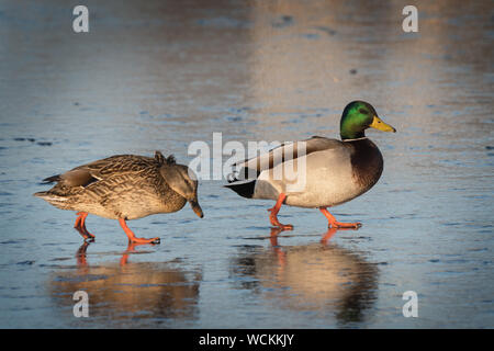 Zwei Enten gehen auf Eis Stockfoto