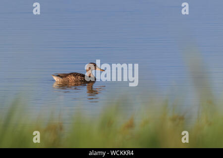 Wild Duck auf See im Donaudelta, Rumänien Stockfoto
