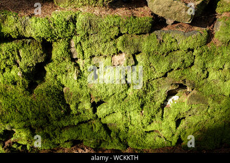 Eine Trockenmauer in schweren grünes Moos bedeckt. Stockfoto