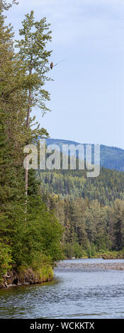 Jugendkriminalität, Weißkopfseeadler (Haliaeetus leucocephalus) in einen Baum, Nakina Valley, British Columbia Stockfoto