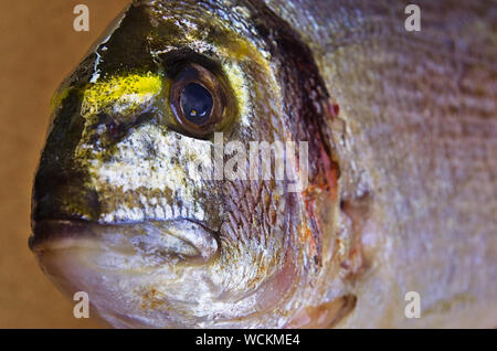 Frisch Dorade Fisch in der Nähe gefangen Stockfoto