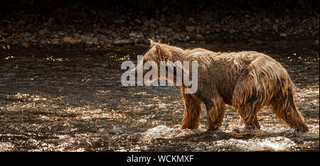 Grizzly Bär im Fluss Nakina Lachs, Ursus arctos horribilis, Braunbär, Nordamerika, Kanada, Stockfoto