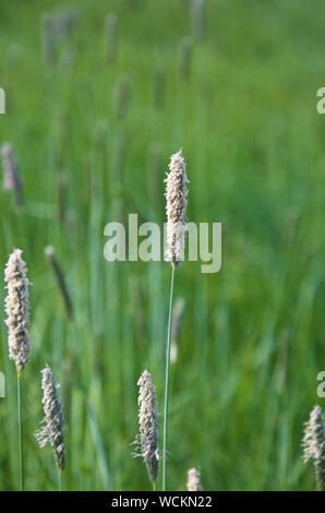 Ein Stamm von Meadow foxtail Grass. Stockfoto