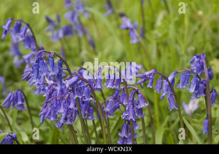 Englisch Bluebells in voller Blüte Stockfoto