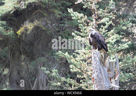 Nach der Weißkopfseeadler (Haliaeetus leucocephalus) auf einem Baumstumpf, Kanada, Nordamerika gehockt Stockfoto