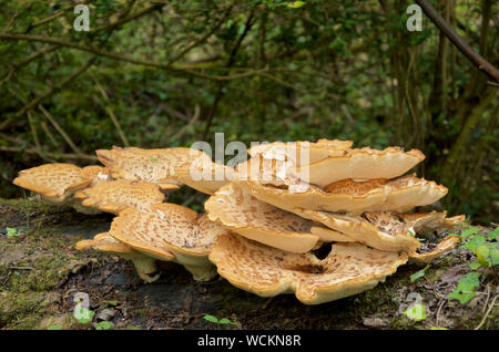 Polyporus Squamosus, die im Allgemeinen als dryaden Sattel, eine Halterung Pilze bekannt. Stockfoto