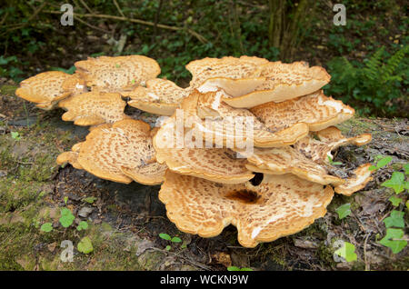 Polyporus Squamosus, die im Allgemeinen als dryaden Sattel, eine Halterung Pilze bekannt. Stockfoto